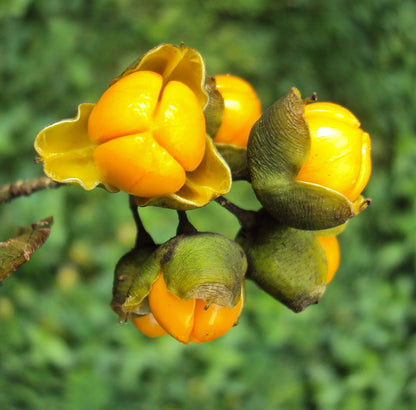 Malkangni Oil- Malkangani  Jyotishmati - Celastrus Paniculatus Nutrixia Food