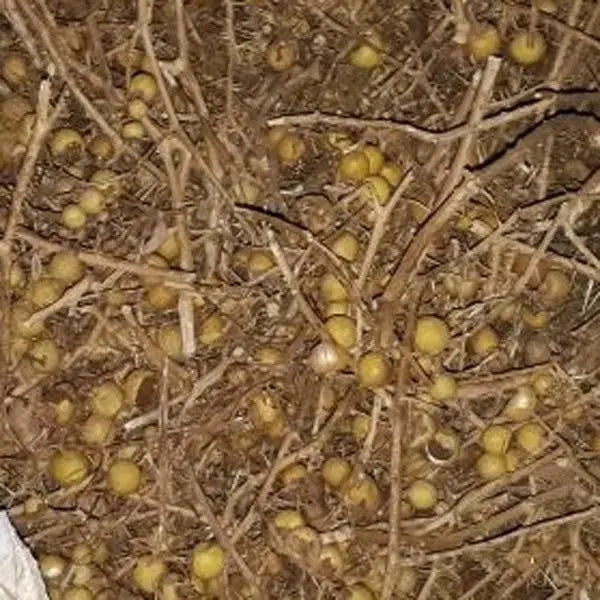 Kantkari /  कांतकारी /  Yellow-berried Nightshade / Kateri Fruit