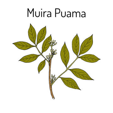 Traditional Muira Puama Powder | Herbal Wellness Powder | Raw & Pure