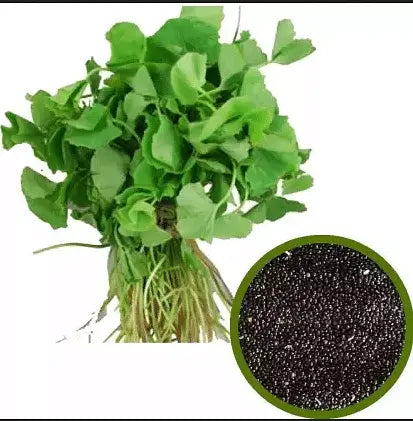 Spinach Seeds / बीज पलक / Spinacia oleracea Purple Amaranthus Spinach Seeds (Mulai Keerai) Seed