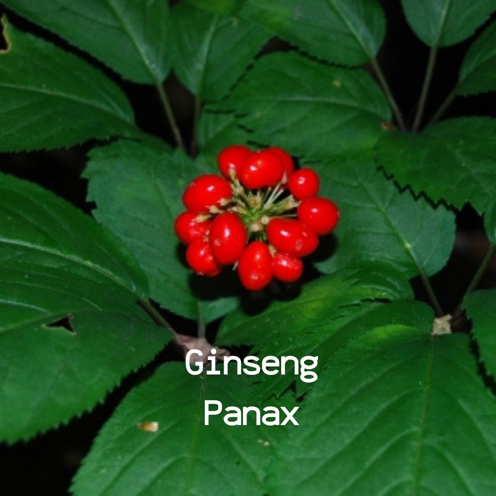 Ginseng root raw whole  |100% Natural & Pure American  | Panax Root